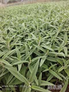 高度30厘米墨西哥鼠尾草