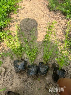 高度50厘米迎春花