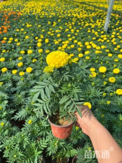 高度15厘米万寿菊