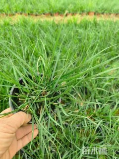高度15厘米狼尾草