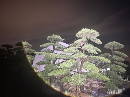 12.18公分罗汉松