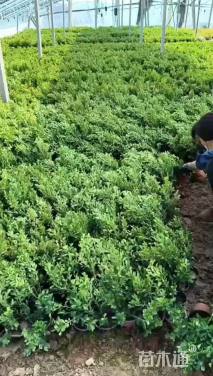 高度40厘米瓜子黄杨