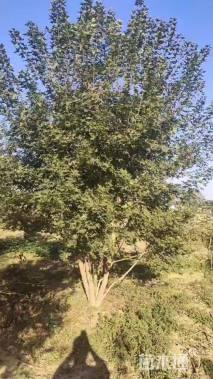 高度500厘米丛生元宝枫