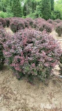 冠幅150厘米紫叶小檗球