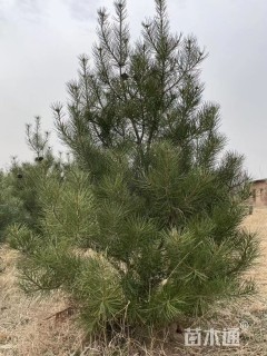 高度1500厘米白皮松