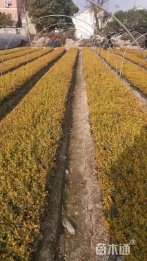 高度30厘米大花六道木