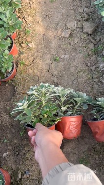 高度20厘米亚菊