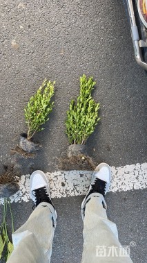 高度35厘米瓜子黄杨小苗