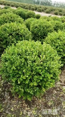 冠幅80厘米瓜子黄杨球