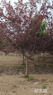 12公分加拿大紫荆