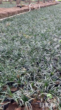 高度6厘米玉龙草