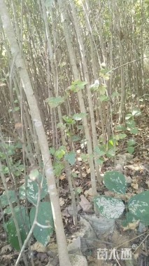 2公分枫香