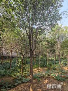 17公分大叶女贞