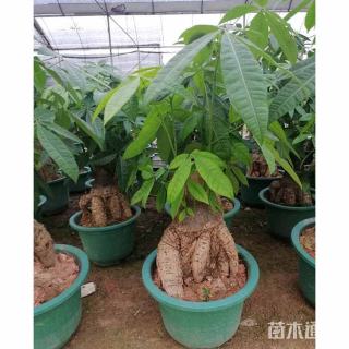 30公分五辫发财树