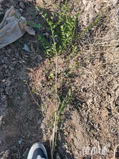 高度80厘米小叶女贞