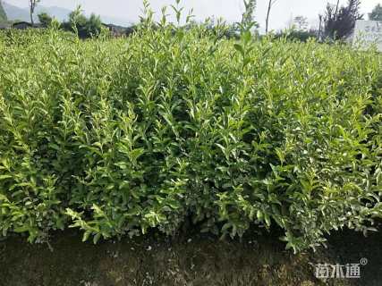 高度35厘米银姬小蜡
