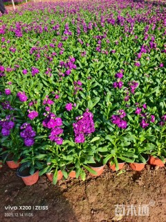高度20厘米紫罗兰