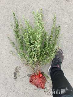 高度50厘米六月雪