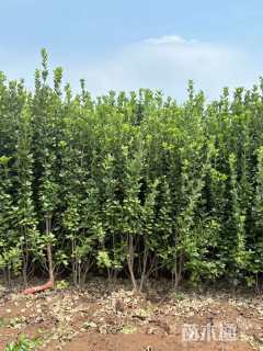 高度140厘米北海道黄杨