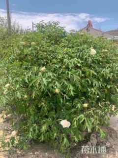 高度180厘米牡丹