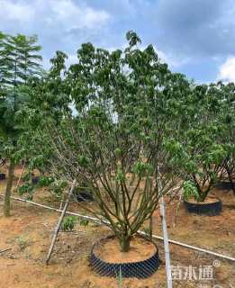 高度300厘米黄皮