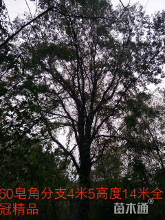 60公分皂荚
