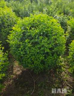 高度150厘米连翘