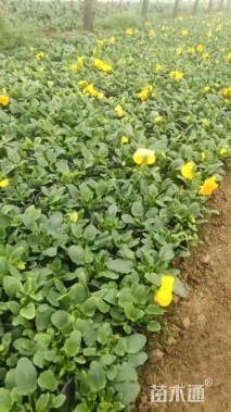 高度20厘米角堇