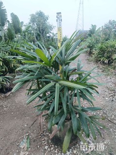 裸干高70厘米大叶棕竹