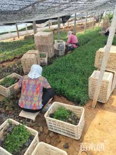 高度25厘米荷兰菊