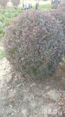 冠幅80厘米紫叶小檗球