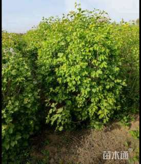 高度150厘米红瑞木