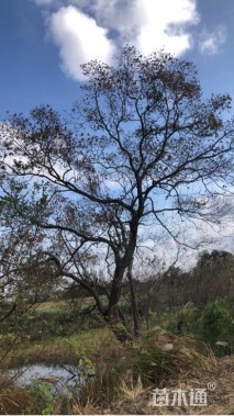 55公分造型乌桕