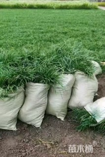 高度20厘米麦冬