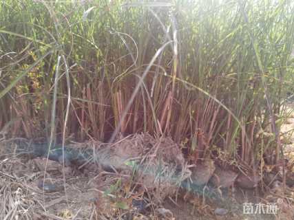 高度35厘米细叶芒