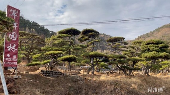 13公分造型油松