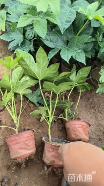 高度35厘米八角金盘