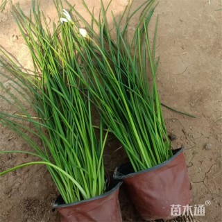 高度50厘米白花葱兰