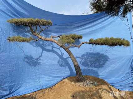 16公分造型赤松