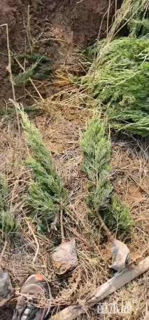 高度35厘米龙柏