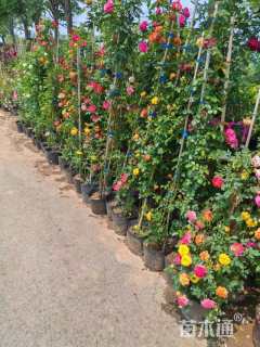 高度30厘米品种月季