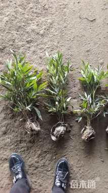 高度50厘米十大功劳