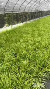 高度30厘米金叶石菖蒲