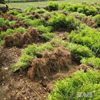 高度50厘米瓜子黄杨小苗