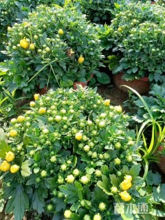 高度25厘米千头菊