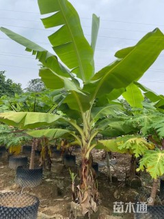 高度200厘米芭蕉