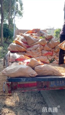 高度25厘米鸭脚木