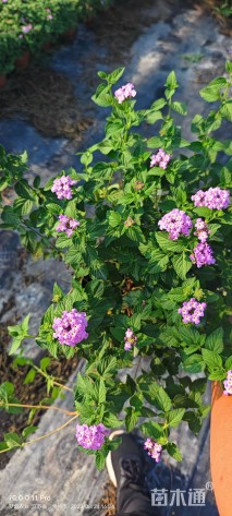 高度30厘米马缨丹