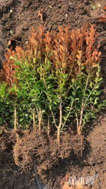 高度30厘米小叶黄杨