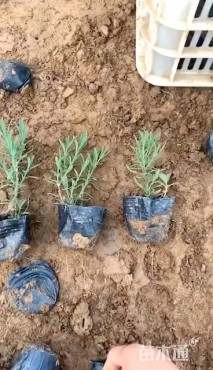 高度8厘米薰衣草